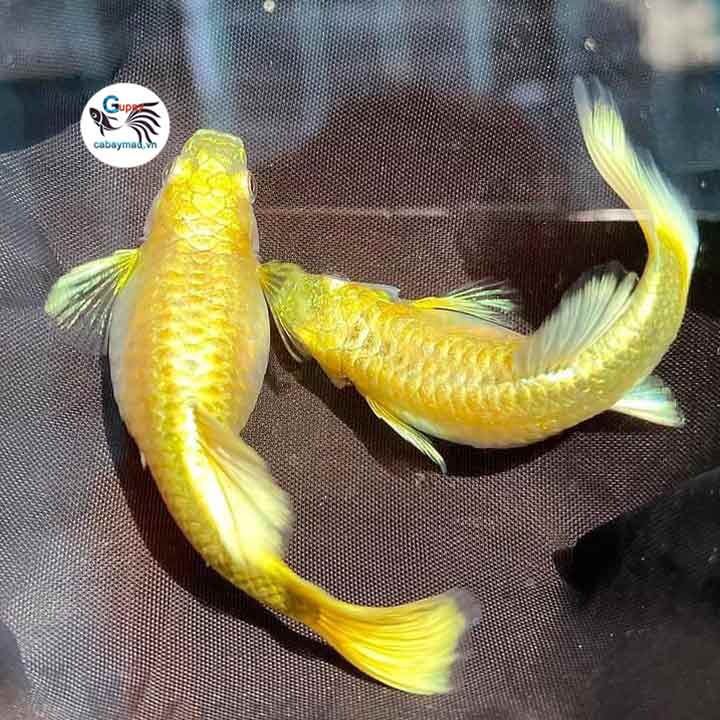 cá 7 màu full gold