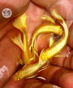 Cá 7 màu Full Gold Ribbon