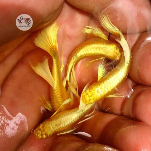 Cá 7 màu Full Gold Ribbon