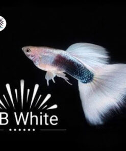 Cá bảy màu HB White