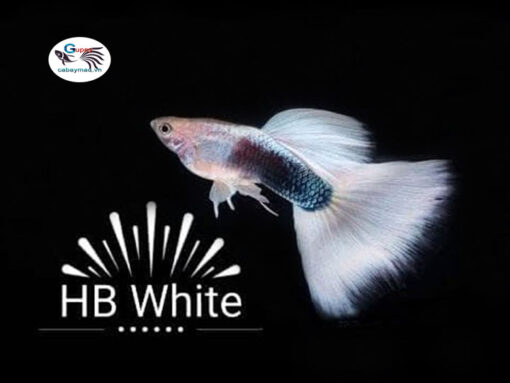 Cá bảy màu HB White