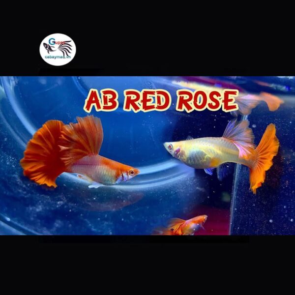 Ab Red Rose Guppy