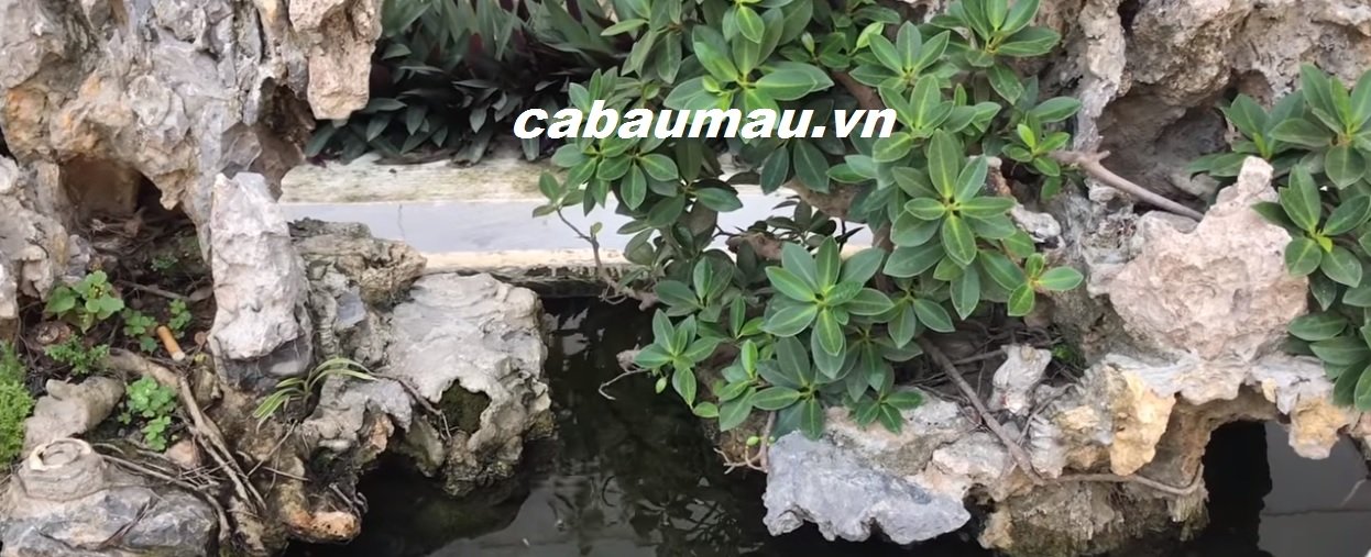 bể cá ngoài trời