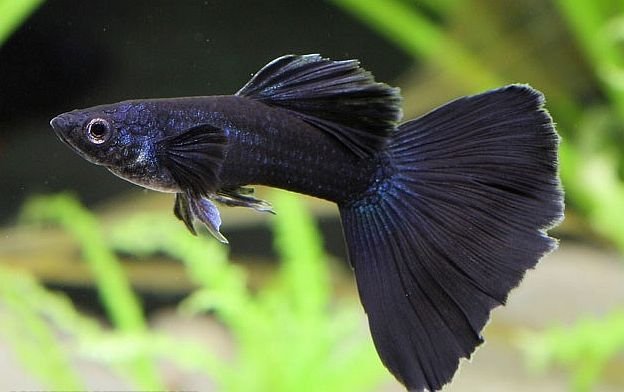 cá bảy màu full black