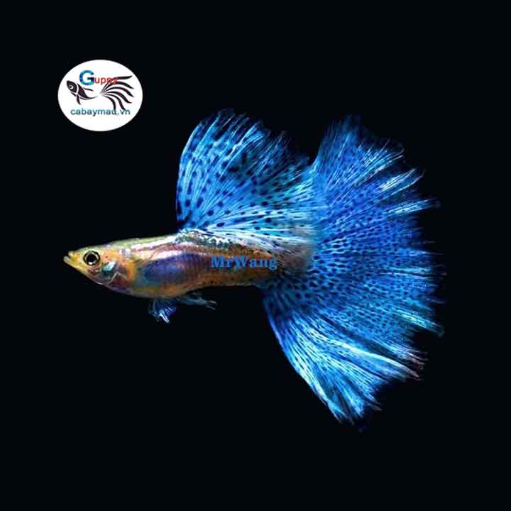 Blue Grass Guppy