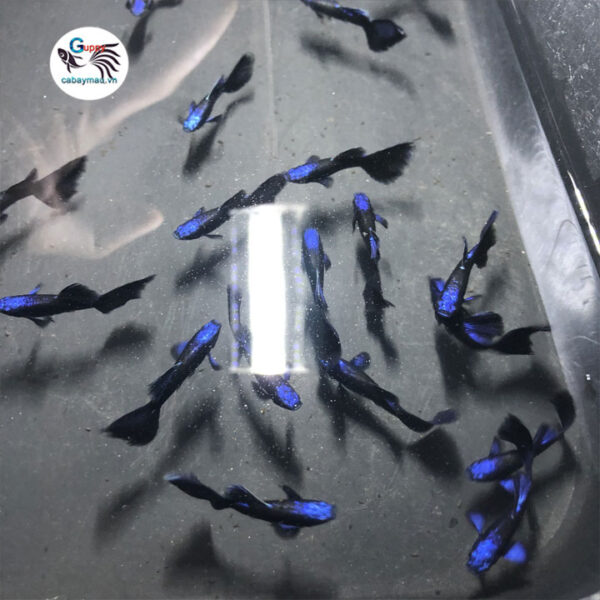 blue tazan guppy