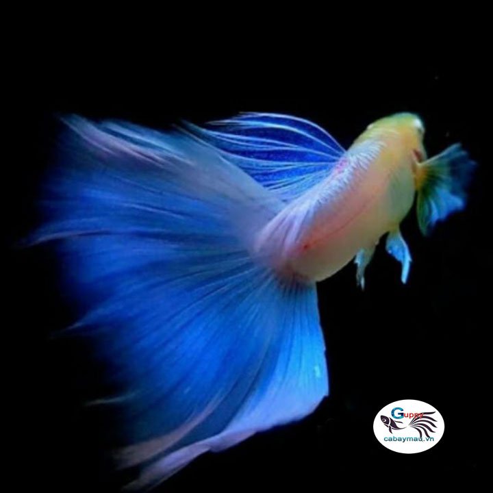 Tổng hợp các loài cá Guppy