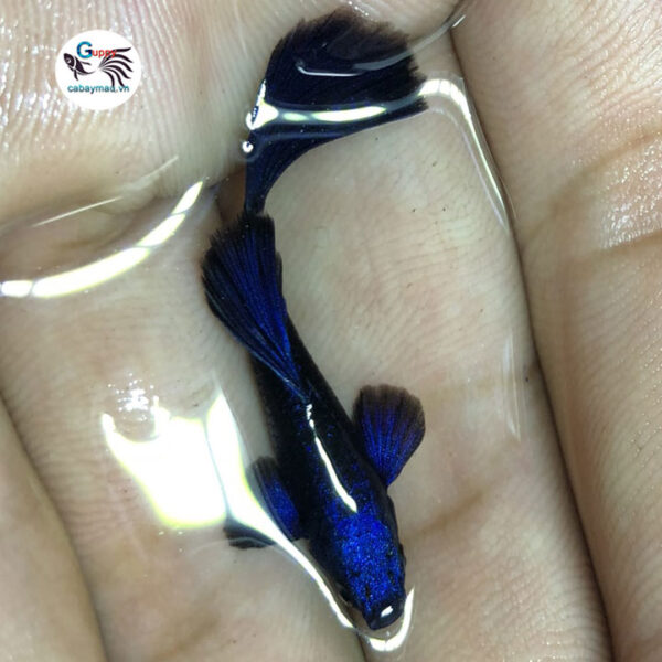 Cá 7 màu blue tazan