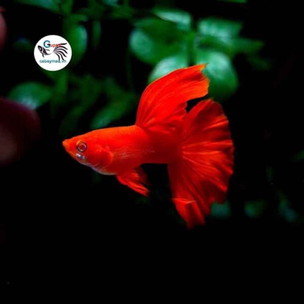 cá 7 màu Full Red