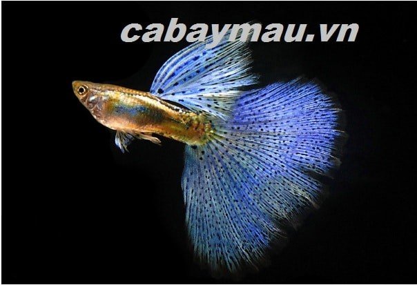 Top chín loại cá bảy màu đẹp nhất hiện nay