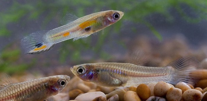 Nuôi cá bảy màu con như thế nào ?