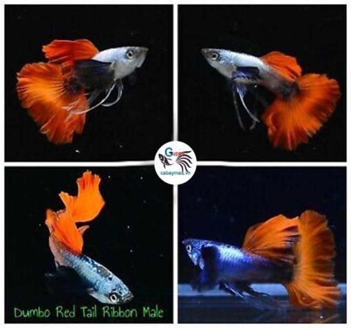 Cá bảy màu Dumbo Red Tail Ribbon Cá bảy màu Dumbo Red Tail Ribbon