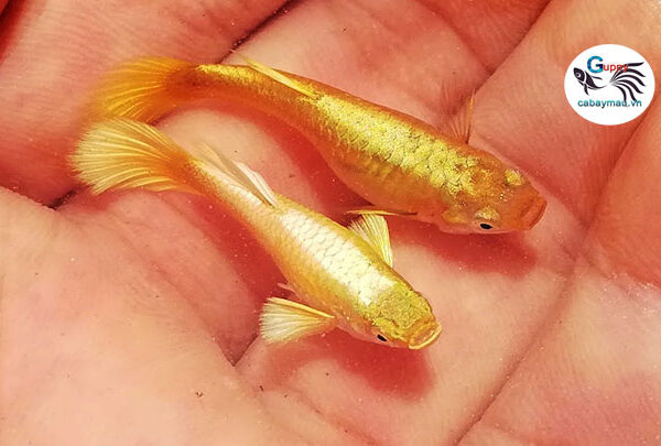 cá bảy màu full gold