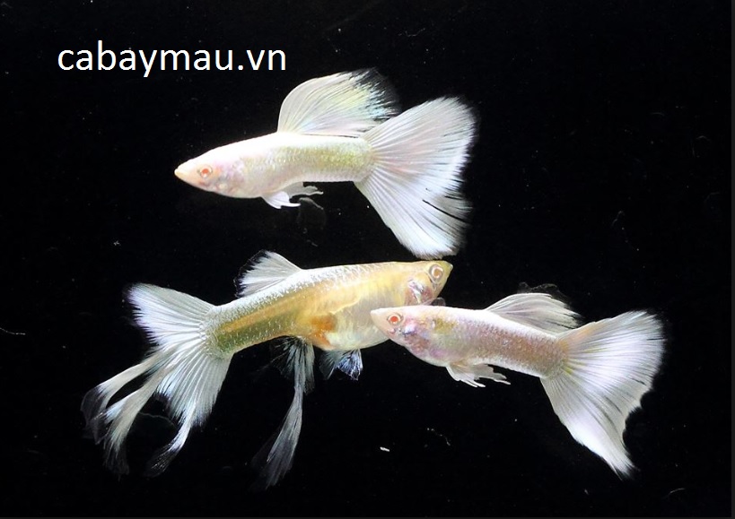 Cá bảy màu Full Platinum
