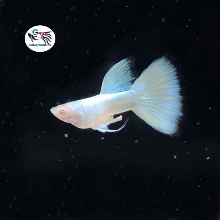 Cá bảy màu Full Platinum