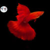 Cá Bảy Màu Full Red BDS
