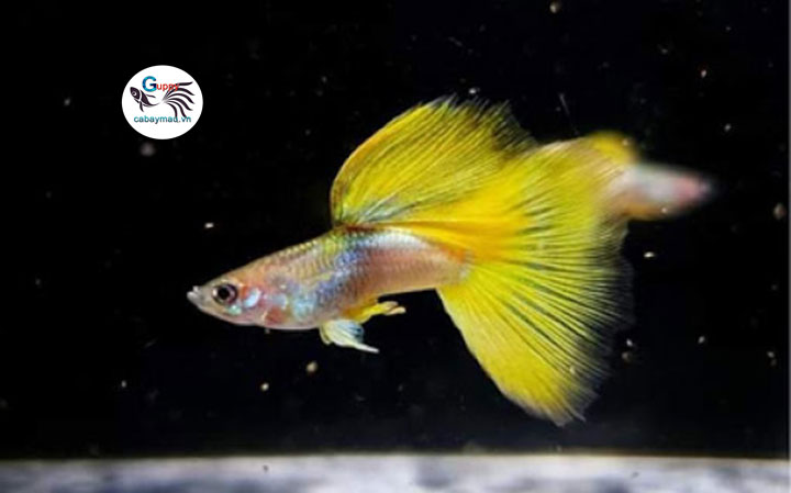 cá bảy màu Gold Tuxedo cá bảy màu Gold Tuxedo