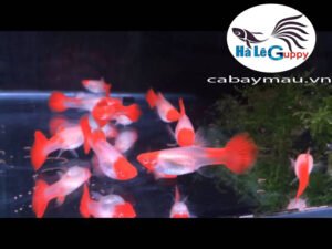 Cá Bảy (Màu Guppy) Koi Đỏ