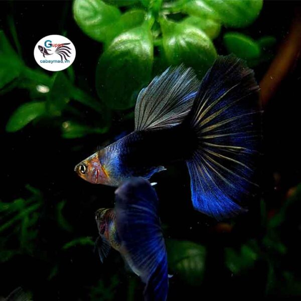 Cá bảy màu Hb Blue