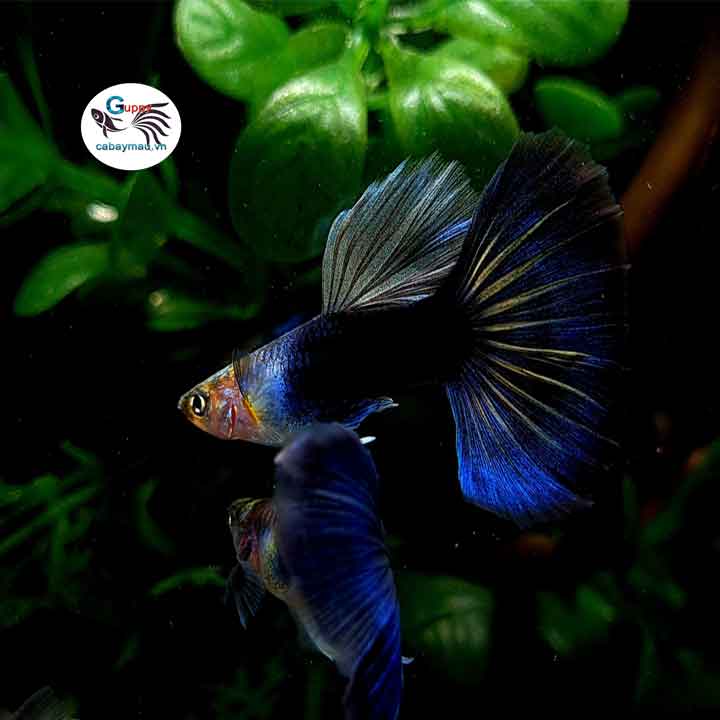Cá bảy màu HB Blue Ribbon