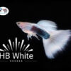 Half Black White Guppy