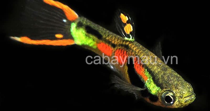 ca-bay-mau-nhat-ban cá bảy màu nhật bản