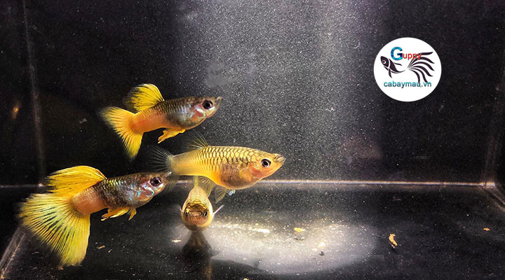 ca-bay-mau-ping-gu cá bảy màu Ping Gu