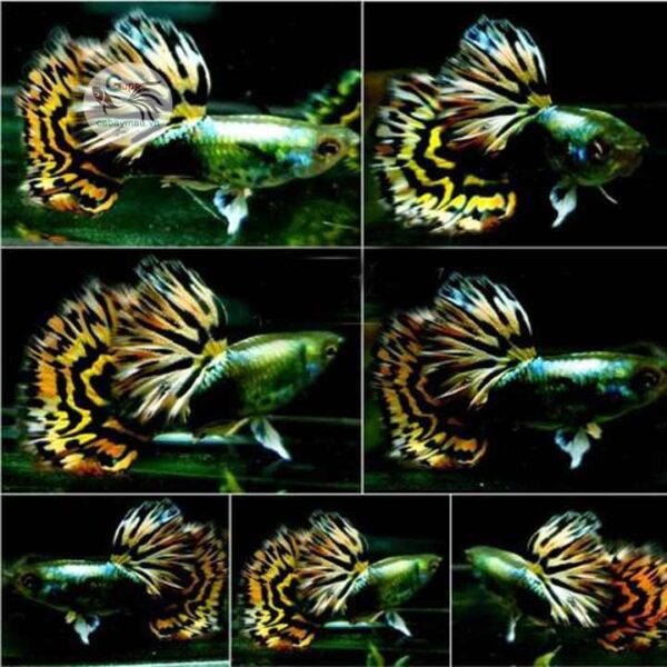 cá bảy màu tiger hm ribbon