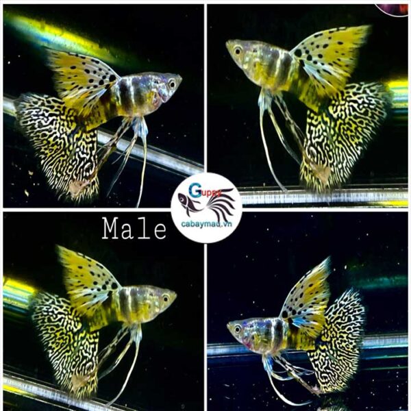 Cá bảy màu Tiger King Cobra Ribbon Cá bảy màu Tiger King Cobra Ribbon
