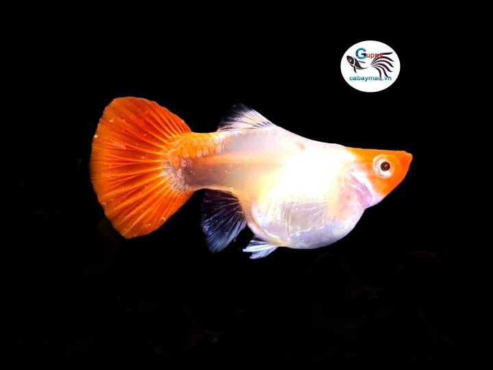 Cá bảy màu Wild Koi Short Cá bảy màu Wild Koi Short