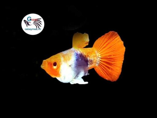 Cá bảy màu Wild Koi Short cá bảy màu wild koi short