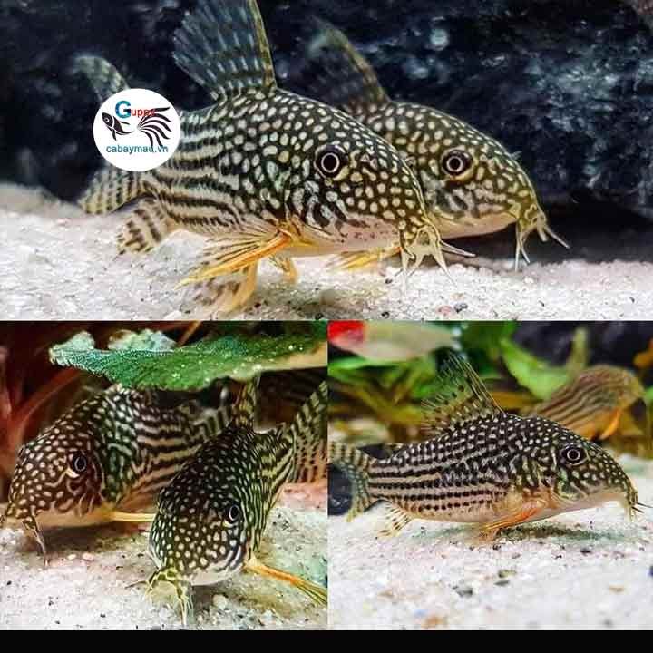 Cá Chuột Là Gì Và Có Dễ Nuôi Không