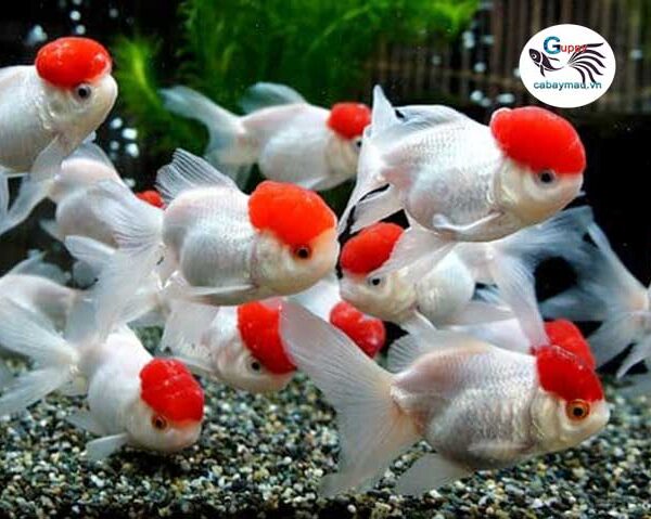 Cá Hạc Đỉnh Hồng