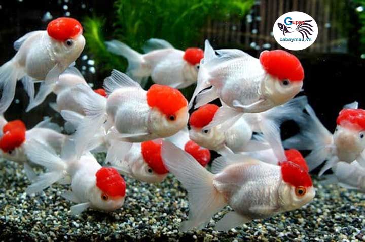 Cá Hạc Đỉnh Hồng