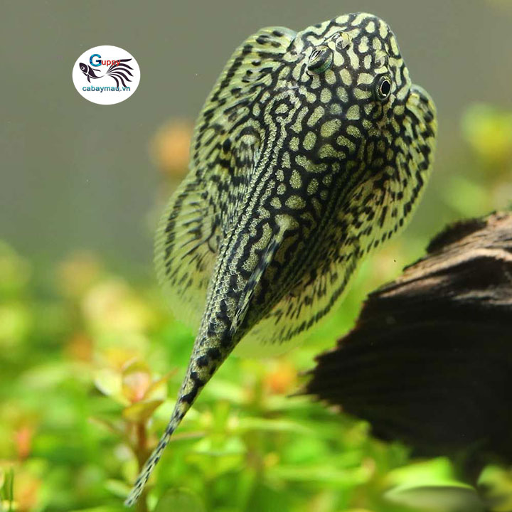 Cá tỳ bà bướm
