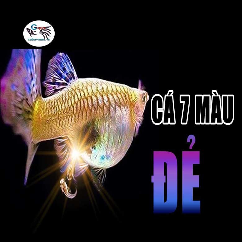 Cách ép đẻ cá bảy màu
