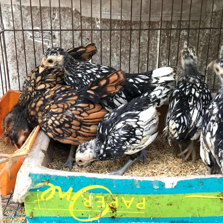 Cách nuôi Gà Vảy Cá