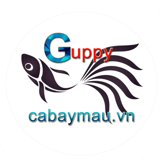 Cá Bảy Màu