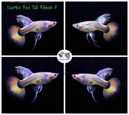 Cá bảy màu Dumbo Red Tail Ribbon Dumbo Red Tail Ribbon Guppy
