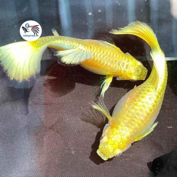 Full Gold Guppy