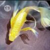 Cá Bảy Màu Full Gold Ribbon Shark Fin TBB