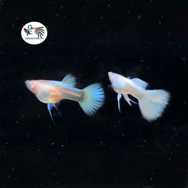 Full Paltinum Guppy