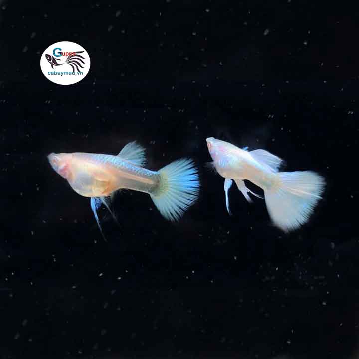 Full Paltinum Guppy