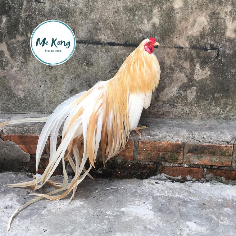 Gà Tân Châu