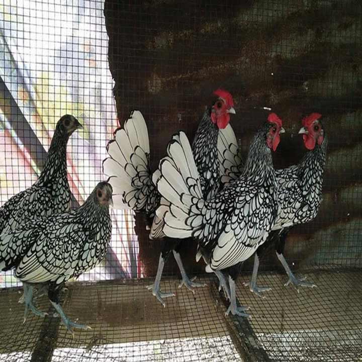 Gà Tre Vảy Cá