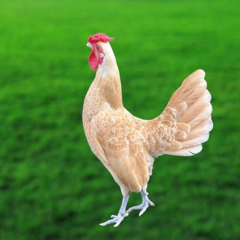 Gà Vảy Cá