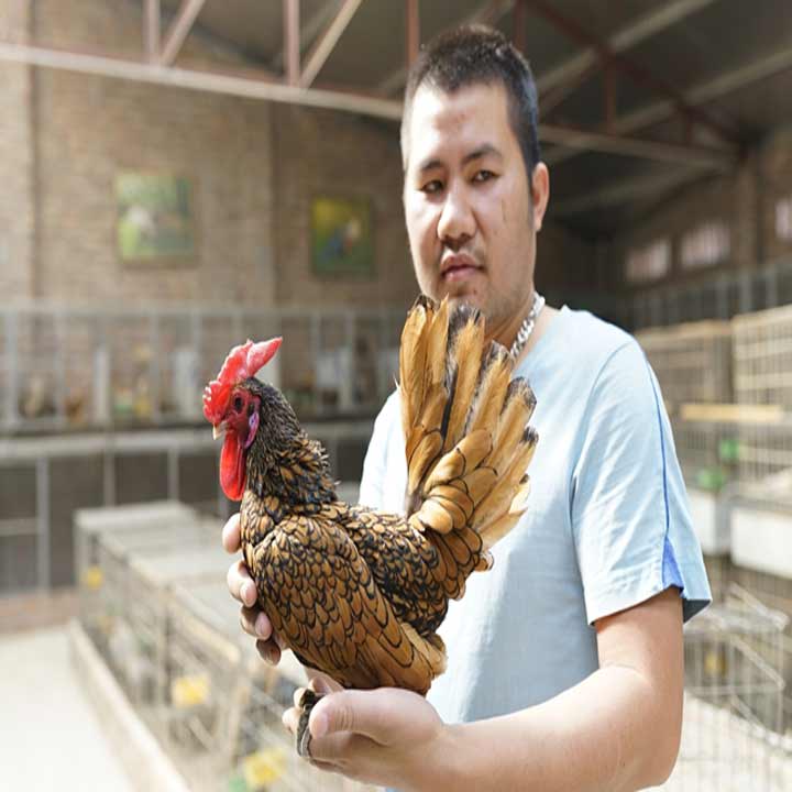 gà Vẩy Cá Đồng