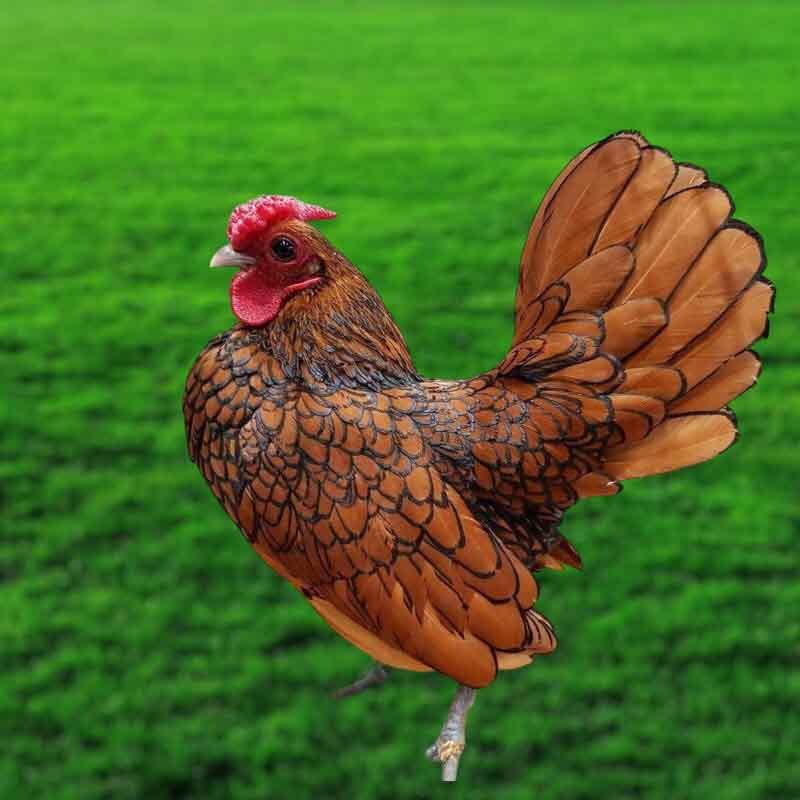 Gà Vảy Cá Đồng