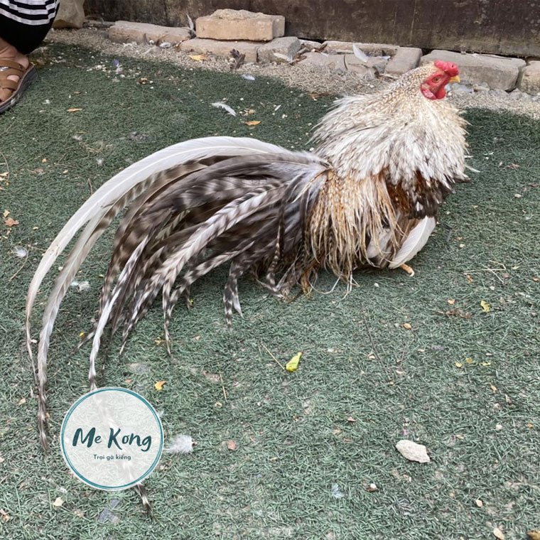 Giá Gà Tân Châu