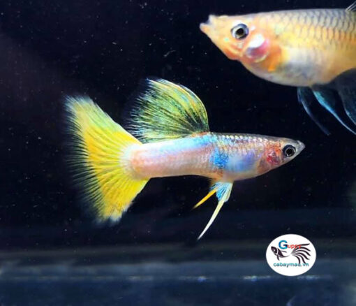 cá bảy màu Gold Tuxedo Gold Tuxedo Guppy